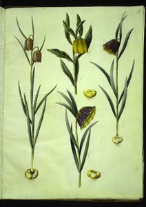 Fritillaria meleagris; Fritillaria aurea ou Fritillaria tubiformis & moggridgei; Fritillaria montana