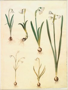 Galanthus nivalis (perce-neige commun) ; Leucojum vernum (nivéole de printemps) ; Leucojum aestivum (nivéole d