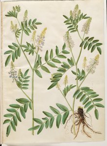 Galega officinalis (rue des chèvres) - Hans Simon Holtzbecker
