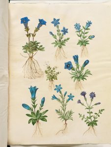 Gentiana acaulis (gentiane acaule); Gentiana verna (gentiane printanière); Gentiana acaulis (gentiane acaule); Gentiana (espèce de gentiane) - Hans Simon Holtzbecker