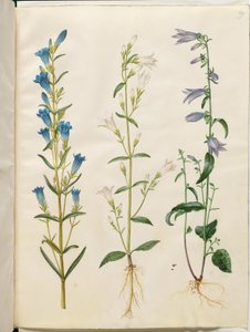 Gentiana pneumonanthe; Campanula patula; Campanula rapunculoides