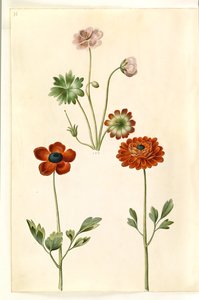 Geranium sanguineum striatum (géranium strié); Ranunculus asiaticus (renoncule des jardins)