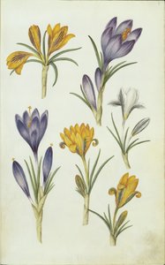 Allemand : Krokusse