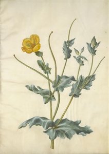 Glaucium flavum (pavot cornu) - Hans Simon Holtzbecker