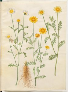 Glebionis coronaria (kron-okseøje) - Hans Simon Holtzbecker