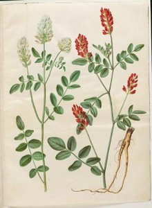 Hedysarum coronarium (trèfle rouge) - Hans Simon Holtzbecker