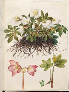 Hellébore noir (rose de Noël)