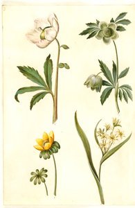 Helleborus niger (rose de Noël commune); Eranthis hyemalis (éranthis d