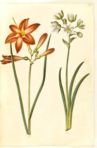 Hemerocallis fulva (lis d