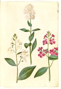 Hesperis matronalis (julienne des dames)