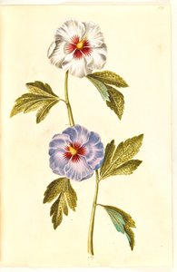 Hibiscus syriacus (rose de Syrie) - Hans Simon Holtzbecker