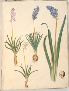 Hyacinthoides non-scripta (jacinthe des bois); Hyacinthoides hispanica (jacinthe espagnole) - Hans Simon Holtzbecker