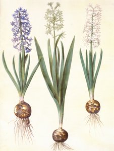 Hyacinthoides orientalis simp et pl