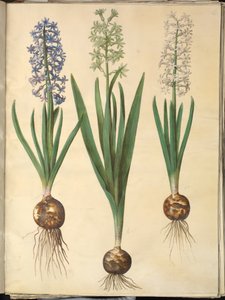 Hyacinthus orientalis (jacinthe commune)