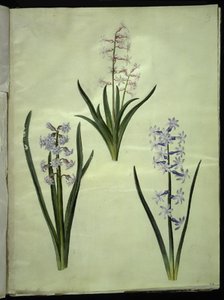 Hyacinthus orientalis (jacinthe commune)