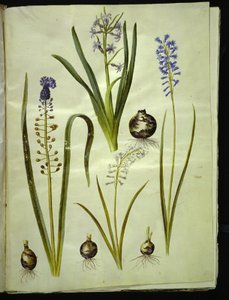 Hyacinthus orientalis (jacinthe commune); Muscari comosum (jacinthe à toupet); Brimeura amethystina (jacinthe des Pyrénées) - Hans Simon Holtzbecker