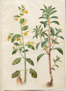 Impatiens noli-tangere (balsamine des bois); Impatiens balsamina (balsamine de jardin) - Hans Simon Holtzbecker