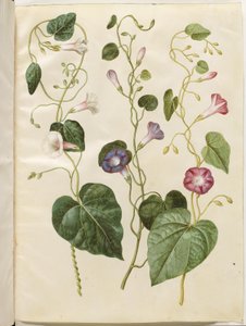 Ipomoea purpurea - Hans Simon Holtzbecker