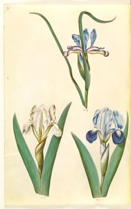 Iris graminea (iris à feuilles de graminée); Iris lutescens ou Iris pumila (?) (iris nain ou iris bas) - Hans Simon Holtzbecker