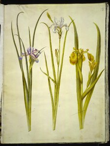 Iris graminea (iris à feuilles de graminée); Iris sibirica (iris de Sibérie); Iris pseudacorus (iris jaune) - Hans Simon Holtzbecker