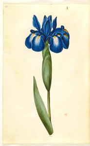 Iris latifolia (iris anglais)
