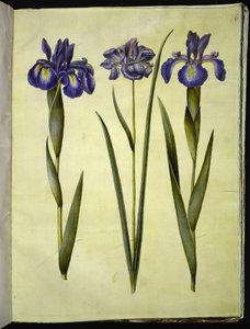 Iris latifolia (iris anglais); Iris sibirica (iris de Sibérie) - Hans Simon Holtzbecker