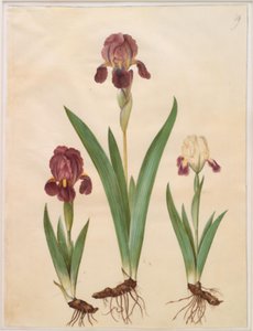 Iris ×lurida (hybride d