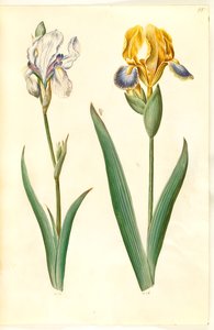 Iris pallida (iris pâle); Iris variegata (iris bigarré) - Hans Simon Holtzbecker