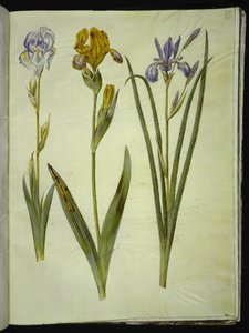 Iris pallida (iris pâle); Iris variegata (iris bigarré); Iris sibirica (iris de Sibérie) - Hans Simon Holtzbecker