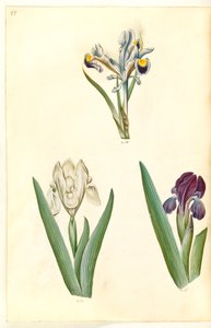 Iris persica (iris persan); Iris lutescens ou Iris pumila (?) (iris nain ou iris bas)