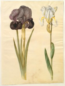 Iris susiana (iris de deuil); Iris ×florentina (iris de Florence) - Hans Simon Holtzbecker