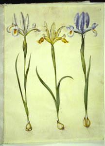 Iris xiphium (iris espagnol) ou Iris latifolia (iris anglais); Iris xiphium (iris espagnol) - Hans Simon Holtzbecker