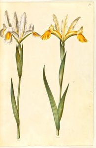Iris xiphium, peut-être Iris latifolia (iris espagnol ou iris anglais) - Hans Simon Holtzbecker