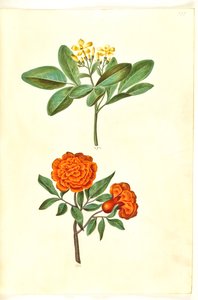 Jasminum odoratissimum (jasmin odorant); Punica granatum (grenadier) - Hans Simon Holtzbecker