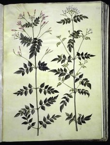 Jasminum officinale (jasmin officinal) - Hans Simon Holtzbecker