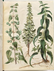 Urtica pilulifera; Urtica urens; Urtica dioica