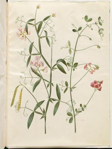 Lathyrus sylvestris (pois vivace); Lathyrus tuberosus (pois tubéreux) - Hans Simon Holtzbecker