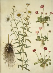 Leucanthemum vulgare (marguerite blanche); Bellis perennis (pâquerette commune)