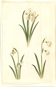Leucojum aestivum (nivéole d