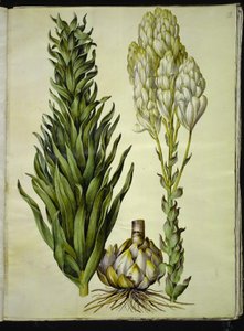 Lilium candidum (lys de la madone)