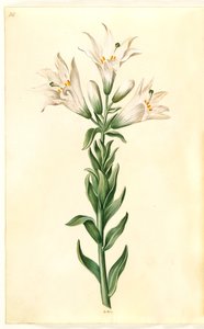 Lilium candidum (lys de la madone) - Hans Simon Holtzbecker
