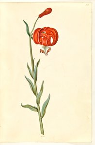 Lilium chalcedonicum (lis turban rouge)