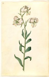 Lilium martagon (lis martagon) - Hans Simon Holtzbecker