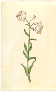 Lilium martagon - Hans Simon Holtzbecker