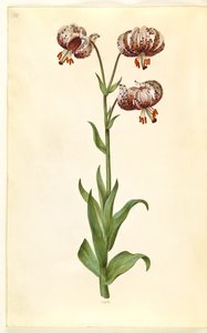 Lilium martagon (lis martagon) - Hans Simon Holtzbecker