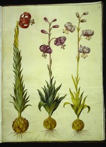 Lilium pomponium (lys pompon); Lilium martagon (lys martagon) - Hans Simon Holtzbecker