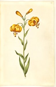 Lilium pyrenaicum (lys des Pyrénées) - Hans Simon Holtzbecker