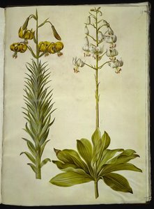 Lilium pyrenaicum (lis des Pyrénées); Lilium martagon (lis martagon) - Hans Simon Holtzbecker