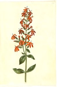 Lobelia cardinalis (lobélie cardinale)