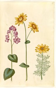 Lunaria annua (monnaie du pape); Doronicum pardalianches (doronic à feuilles cordées); Adonis vernalis (adonis de printemps)